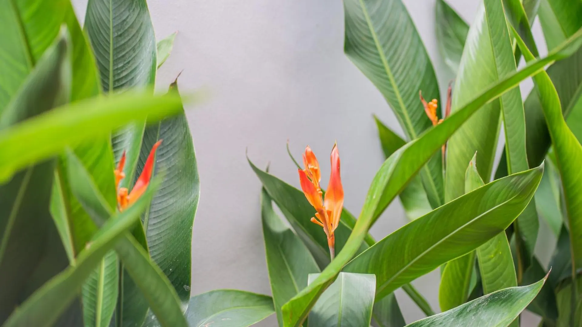 New! Villa Sony 1 - 3Br Villa Next To Legian Beach Seminyak Indonesien